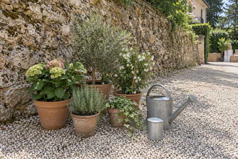 Plantes en pots regroupées sur le gravier au pied d'un mur de soutènement